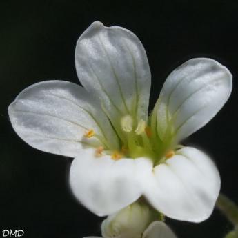 Saxifraga granulata  -  saxifrage granulé