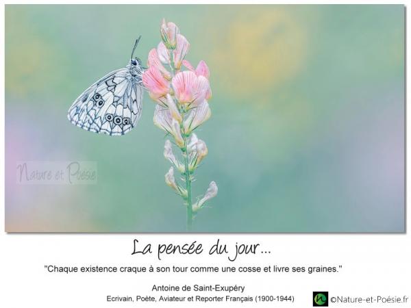 La pensée du jour (153)