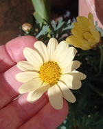 foire aux plantes organisée par le jardin exotique de Roscoff