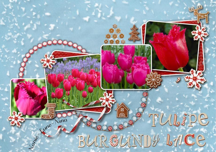 Tulipe Burgundy Lace, Nouvelle Venue Dans Notre Jardin