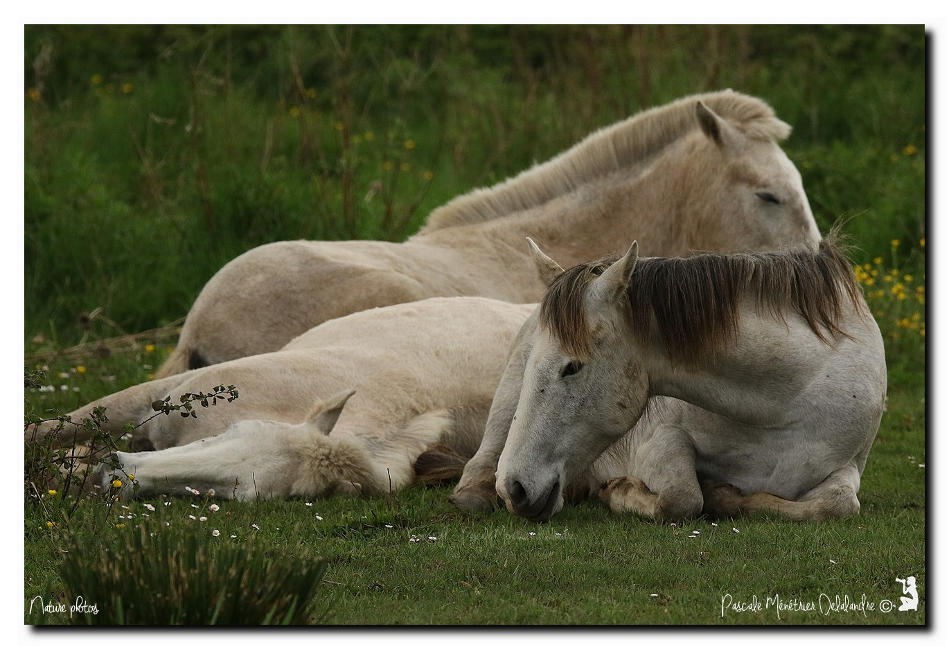 Poulains Camarguais 