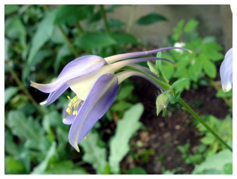 Ancolie bleue du jardin 2016