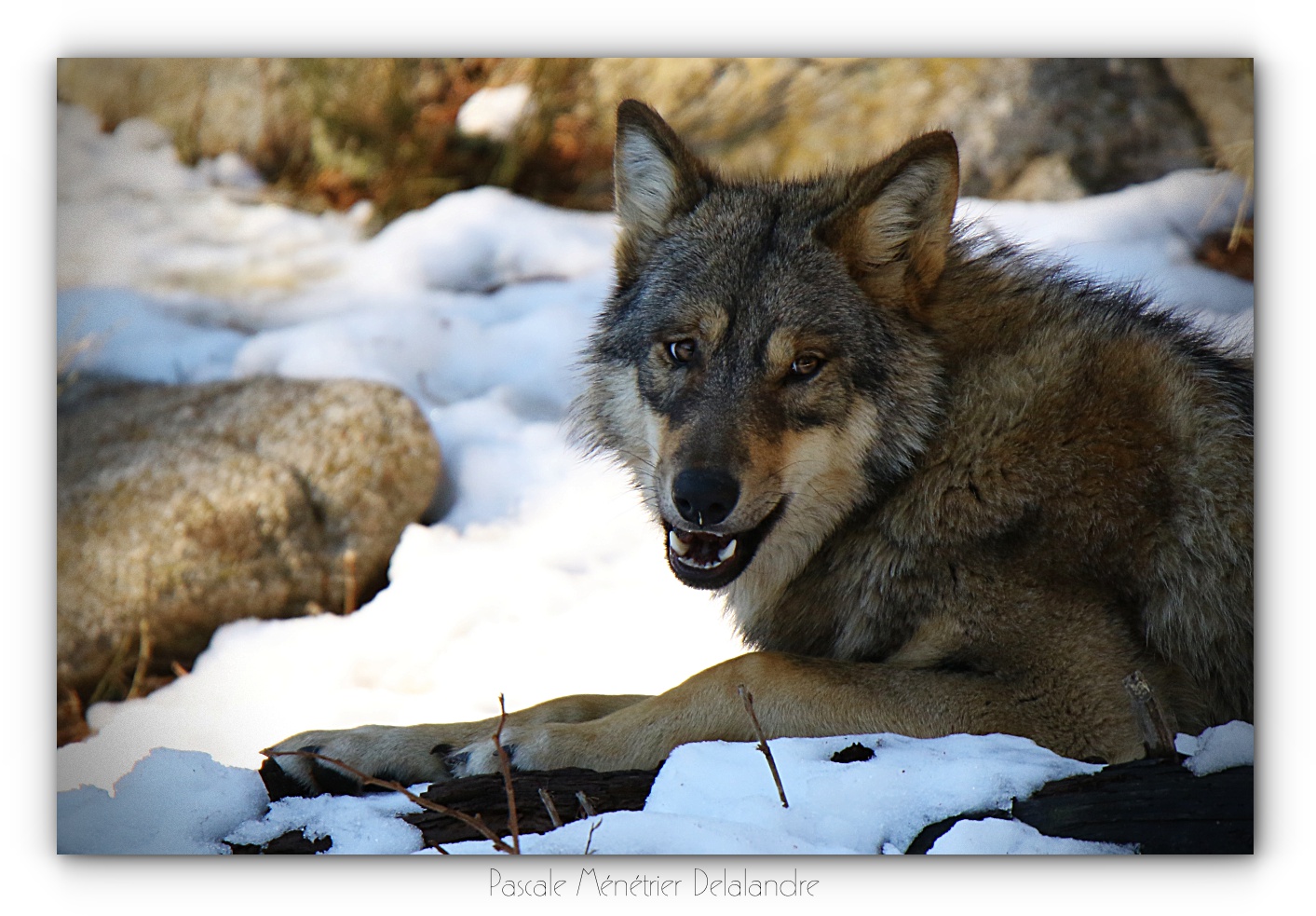Portraits de Loups gris