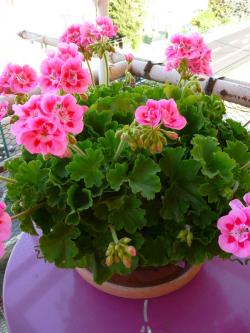 En ce moment envie de ... 