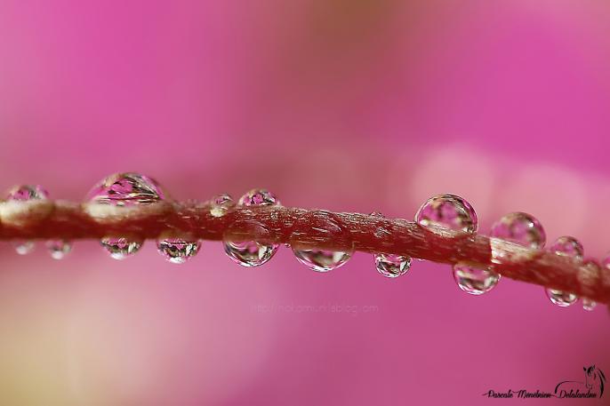 Perdes d'eau sur Oxalis deppei (famille des trèfles) - Oxalidacées (Oxalidaceae)