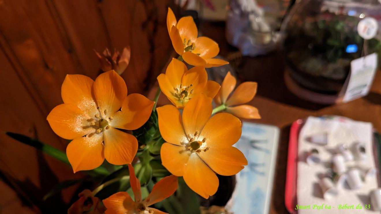 mes photos avec le Pixel 6a de Google