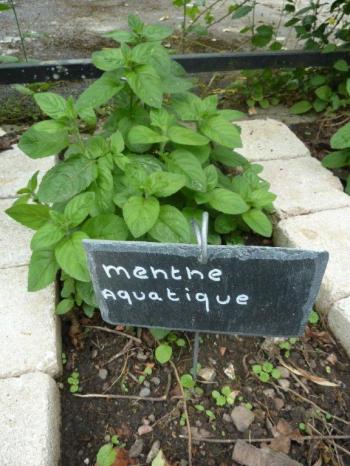 la menthe