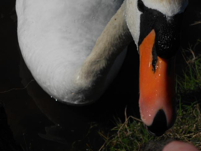 Comment apprivoiser un couple de cygnes !
