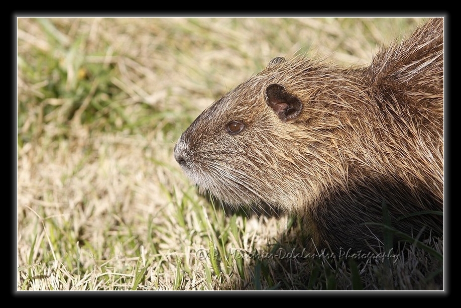 Rencontre avec Monsieur Ragondin...