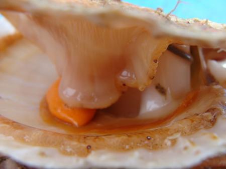 Coquilles_st_Jacques__3_