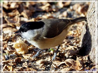 Mésange nonnette, Marsh tit (Poecile palustris) - Lartigau - Milhas - 31