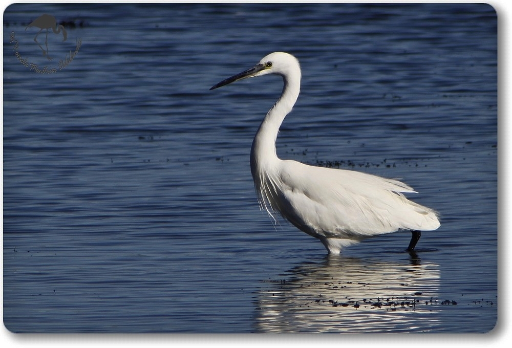 Aigrette Garzette (Etang de L'Or - Carnon)