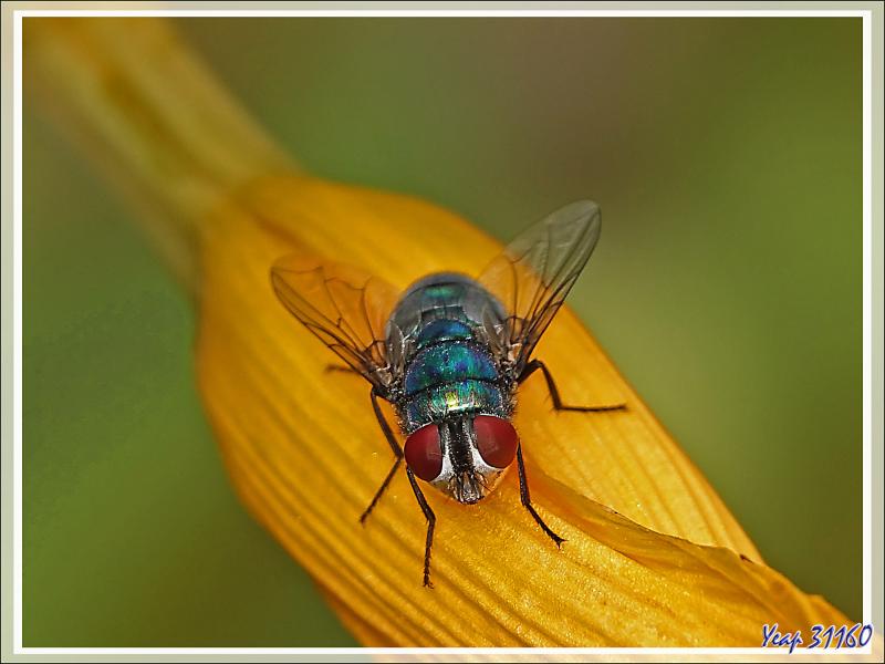 Mouche verte ou Lucilie femelle (Lucilia sp.) - Lartigau - Milhas - 31