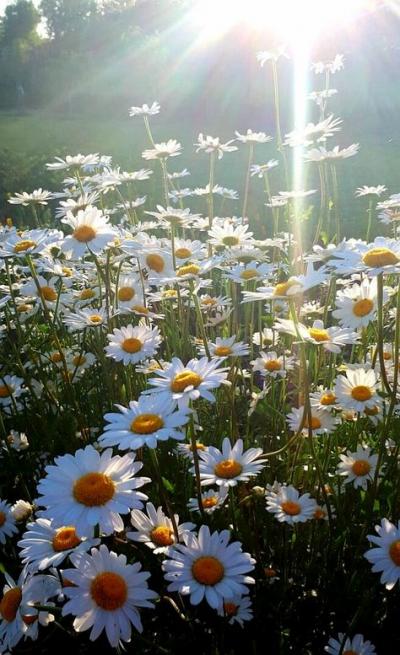 Bouquets marguerites(2)