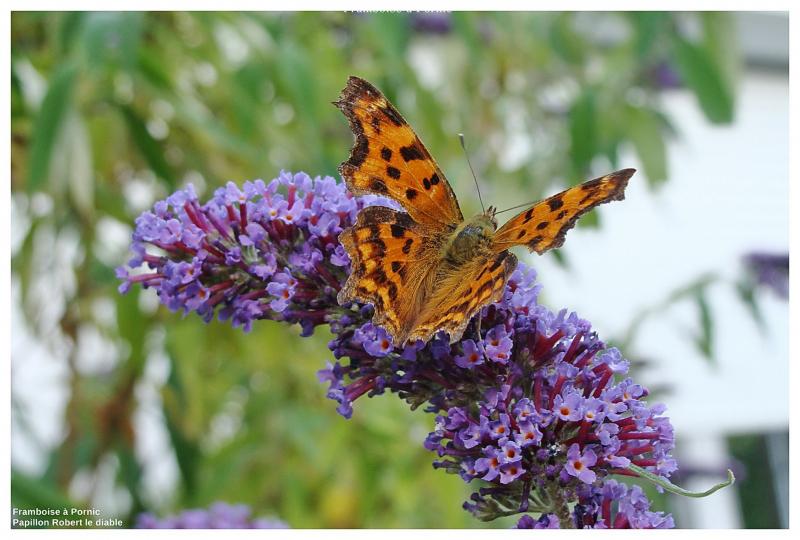 Papillons Robert le diable