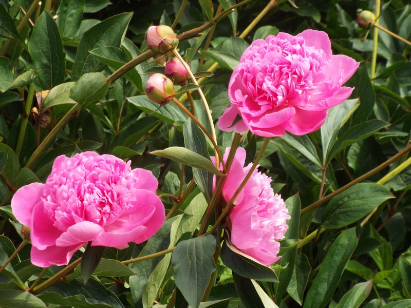 pivoines 