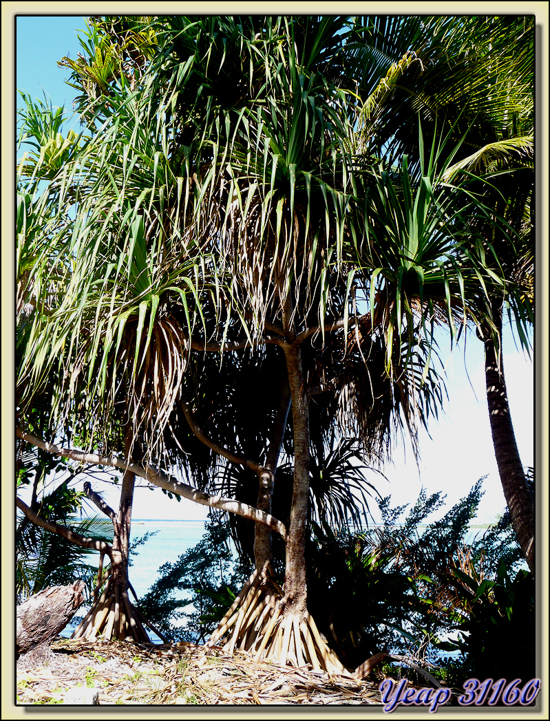 Pandanus : les arbres - Motu Porou - Tahaa - Polynésie française