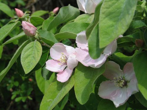 Arbre fruitier : Cognassier