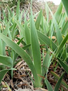 Iris lutescens - iris jaunâtre