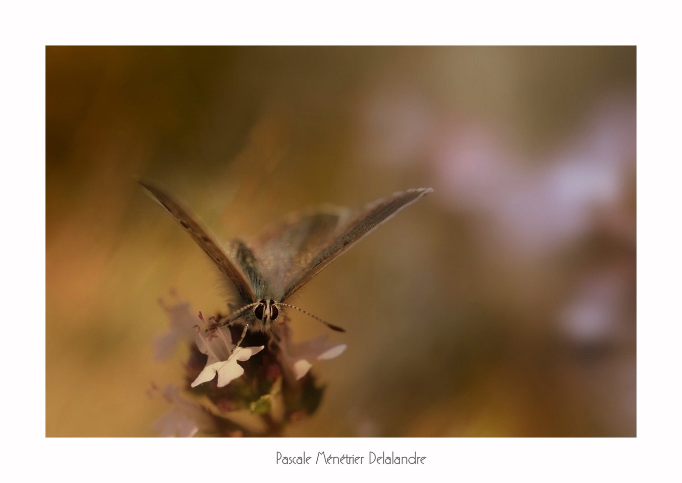 Azuré de l'ajonc ou Petit argus ou Argus bleu (Plebejus argus) - Lycaenidae
