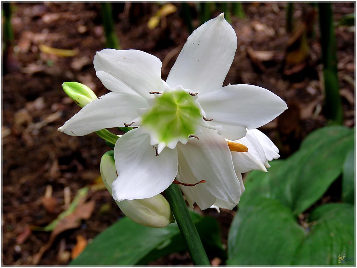 FLEURS VENUS D'AILLEURS   No 2