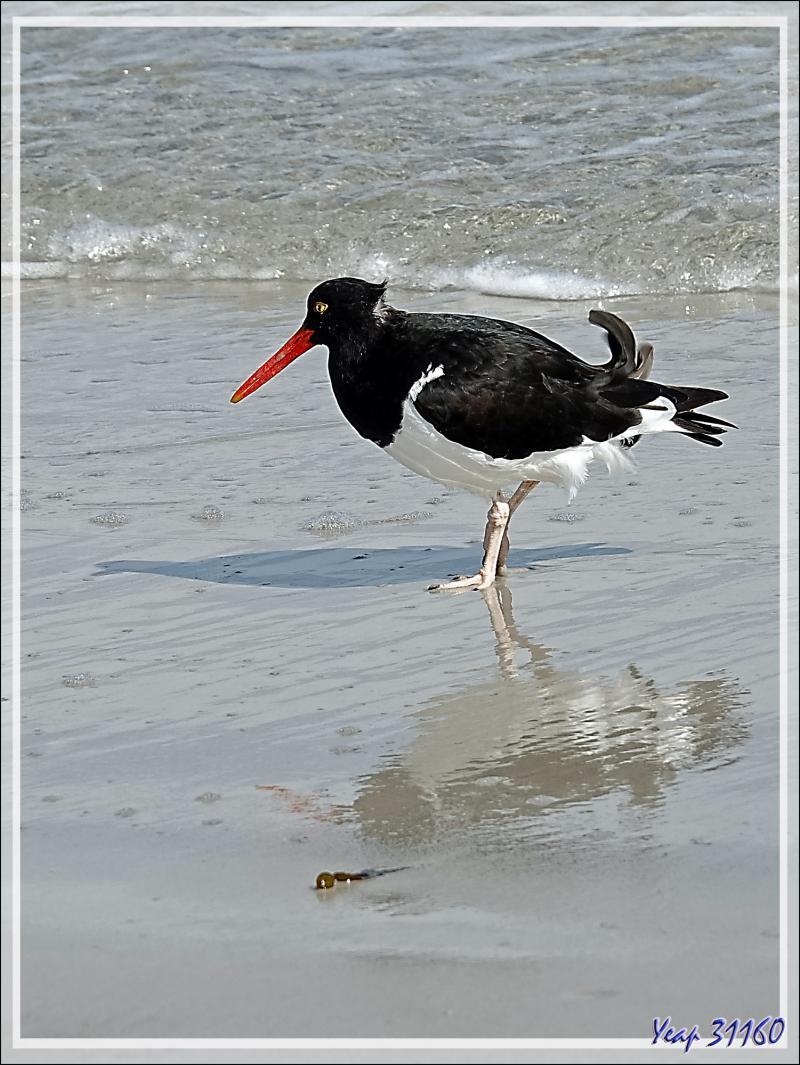 Huîtrier de Garnot, Magellanic Oystercatcher (Haematopus leucopodus) - Saunders Island - Falkland (Malvinas, Malouines) - Grande-Bretagne