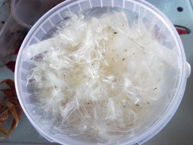 "arbre à perruches" ...