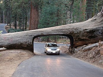13-Tunnel%20Log%20Drive-Thru