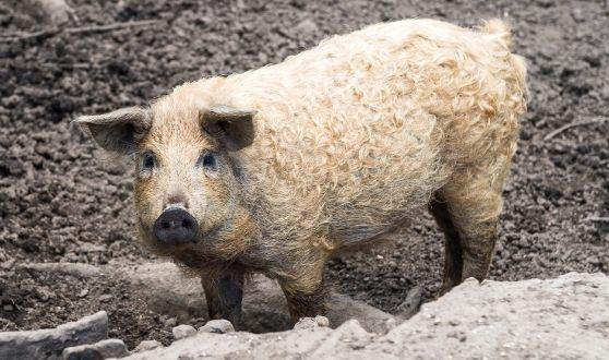 La Hongrie dans l'Europe