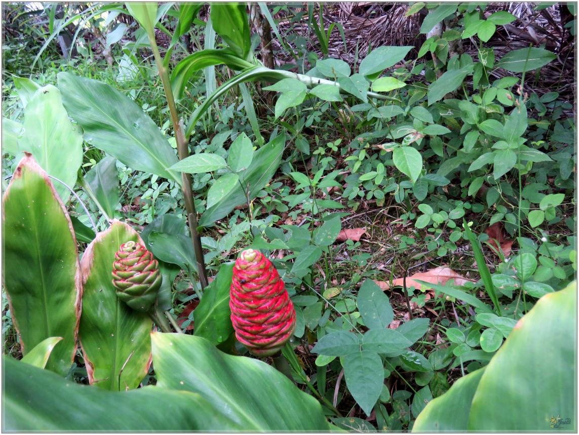FLEURS  VENUS  D'AILLEURS 