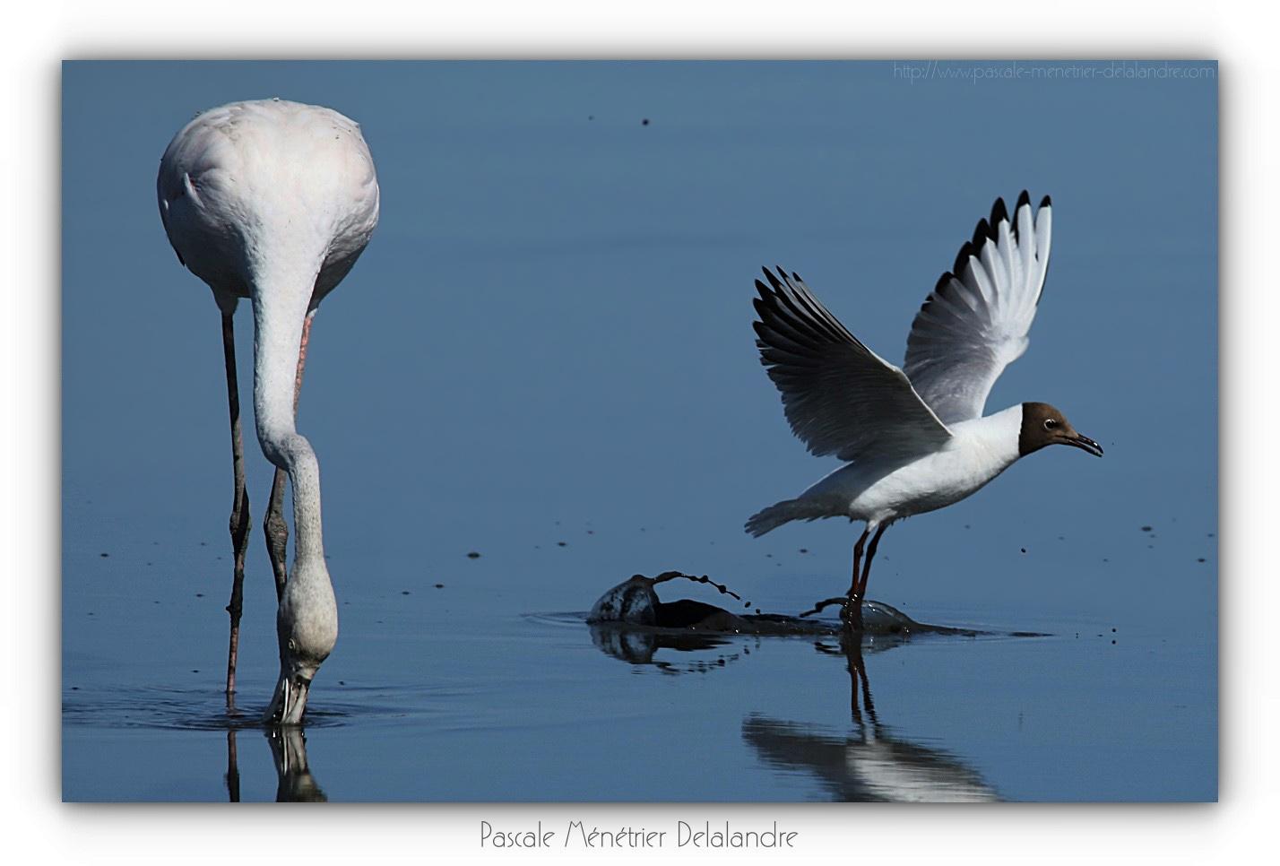 Repas d'un Flamant rose et d'une Mouette rieuse