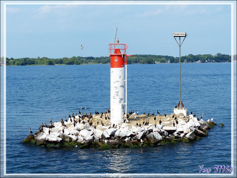 La balade se termine avec le retour à Gananoque après avoir navigué au milieu des Thousand Islands (Les Mille-Îles) et d'avoir observé des centaines de cormorans à aigrettes - Ontario - Canada