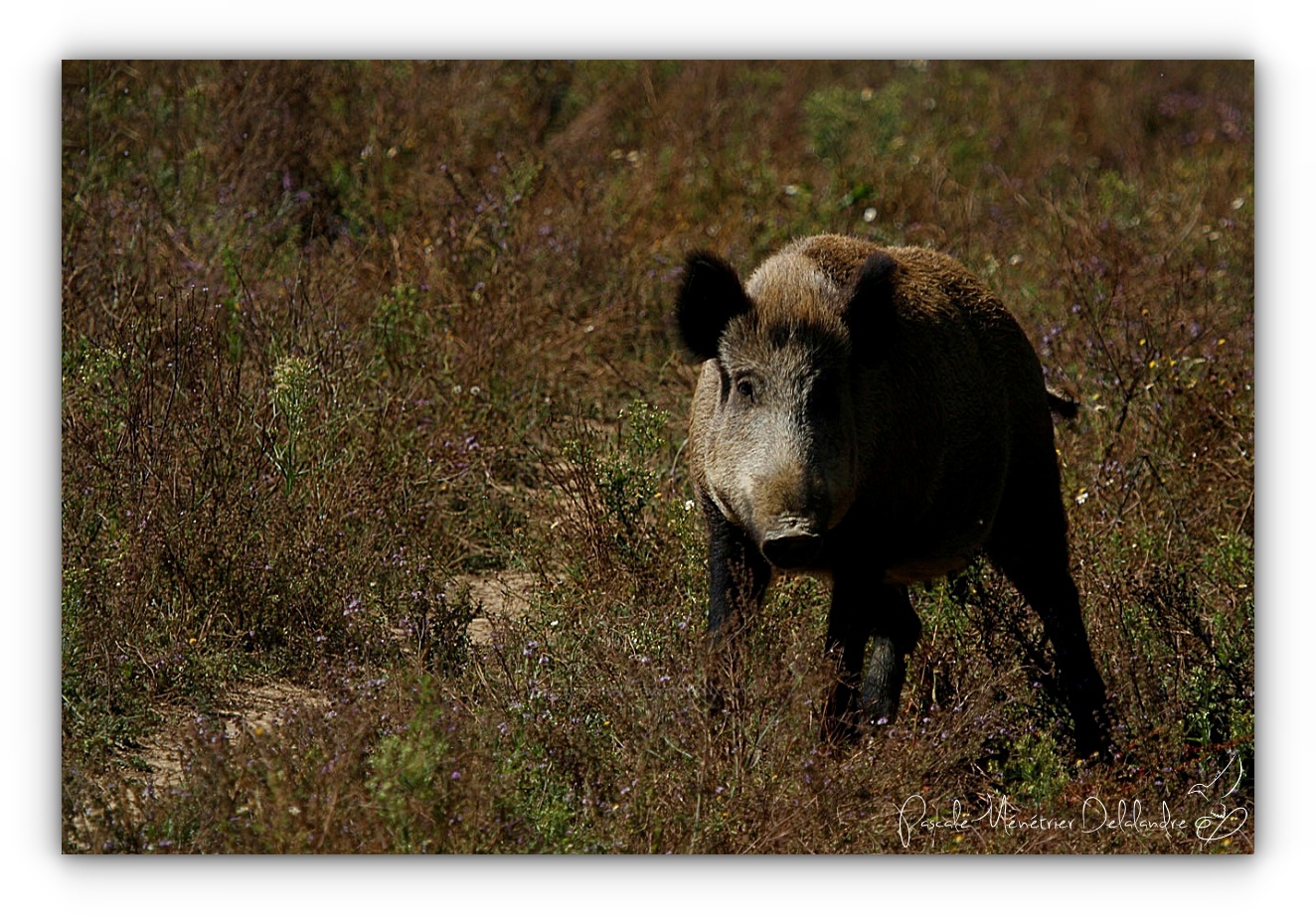 Rencontre avec une Laie (Sus scrofa)