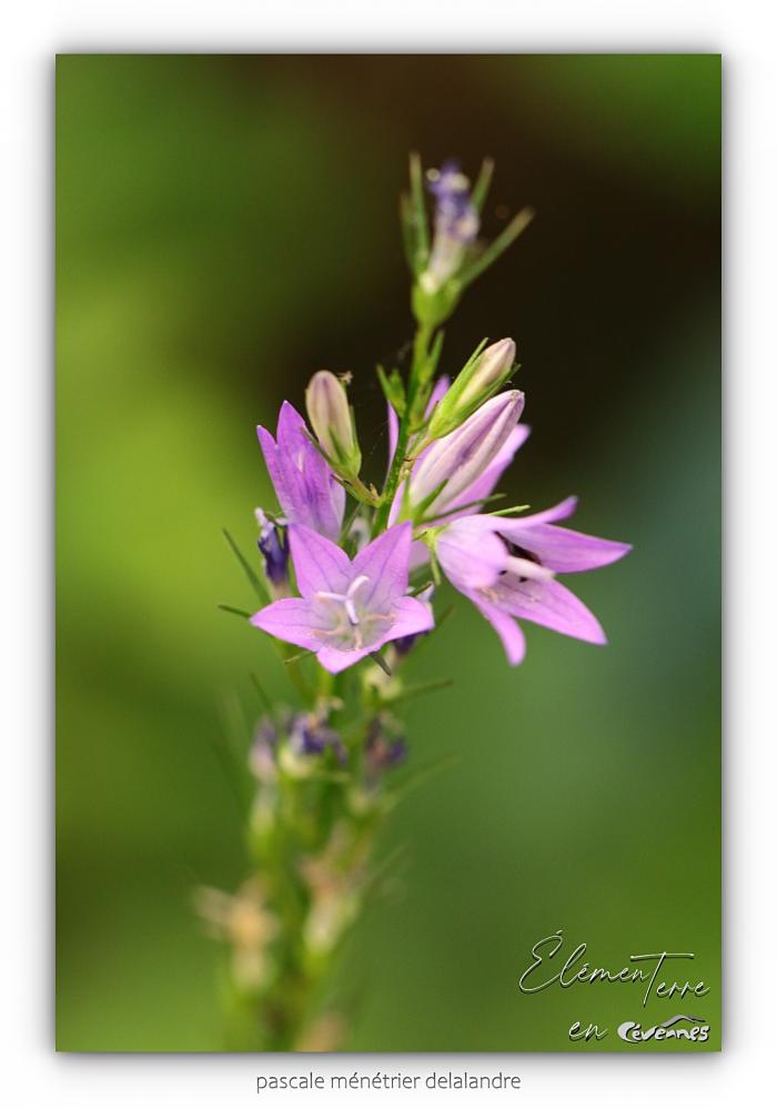 Campanule raiponce