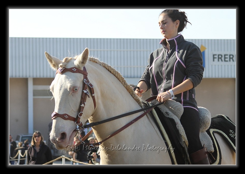 Appaloosa solid color...