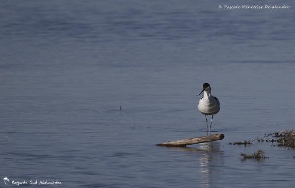 Avocette élégante