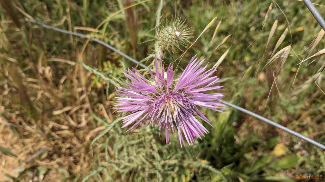 la presqu'île de Giens - 6