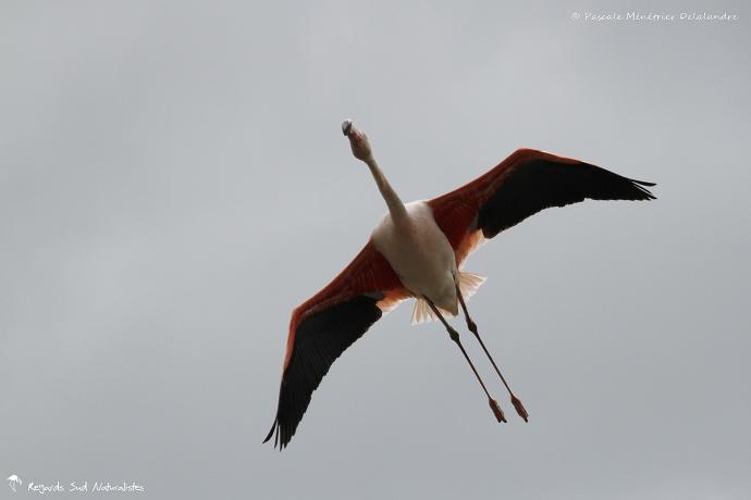 Flamant rose