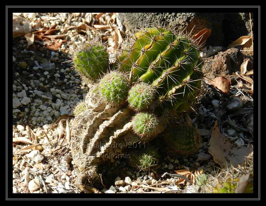 Cactus...