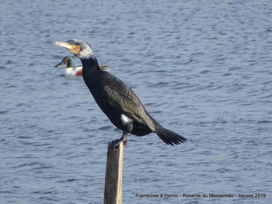 Oiseaux de la réserve du Massereau - Migron  - 2019 
