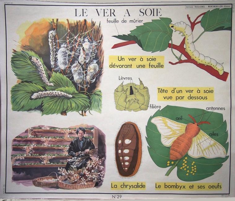 L'Écolier et le Ver à soie
