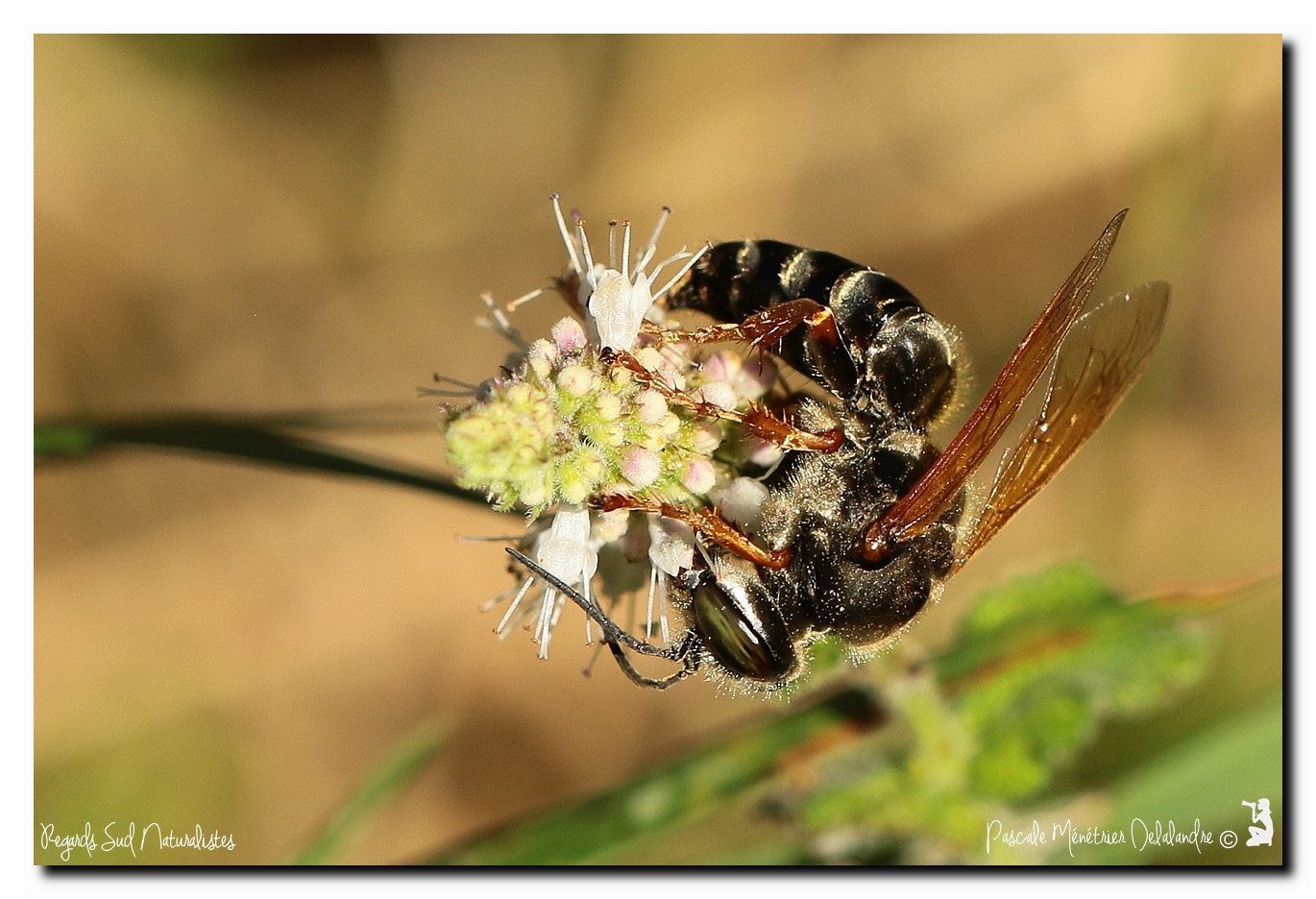 Tachytes obsoletus occidentalis