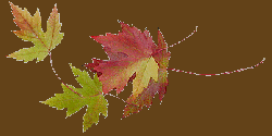 NOVEMBRE 2013: L'AUTOMNE