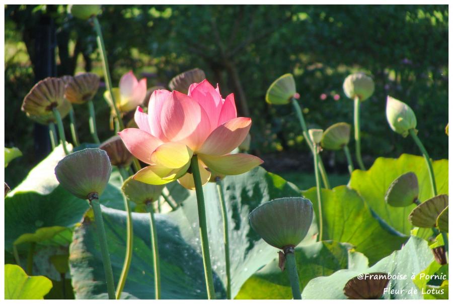Lotus d'Orient