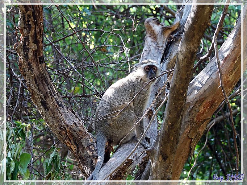 Singe Vervet, Singe vert, Chlorocebus (Cercopithecus æthiops) - Chutes Victoria - Zimbabwe