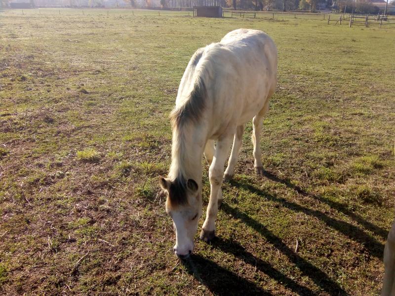 ce Samedi j'ai rendu visite aux chevaux