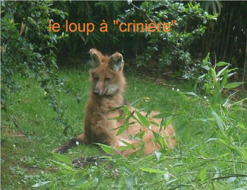 LA FLECHE -le Zoo