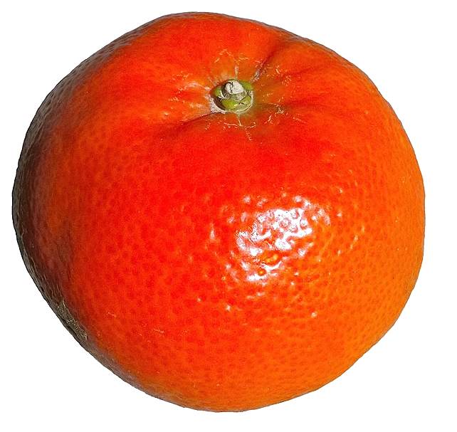 Arbre fruitier : Mandarinier
