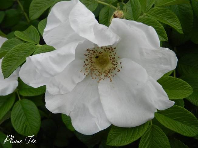 Image23.jpg