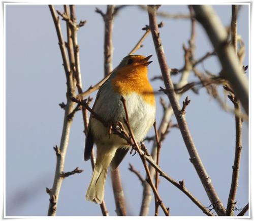 Notre copain le Rouge gorge